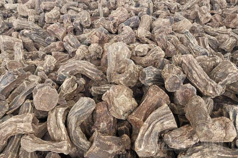 甘肃陇南礼县大黄