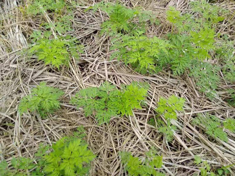 川芎栽种结束,各地生长情况分析_中药材天地网