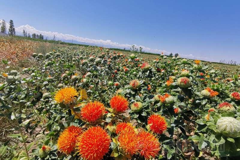 伊犁红花进入产新高峰期_中药材天地网