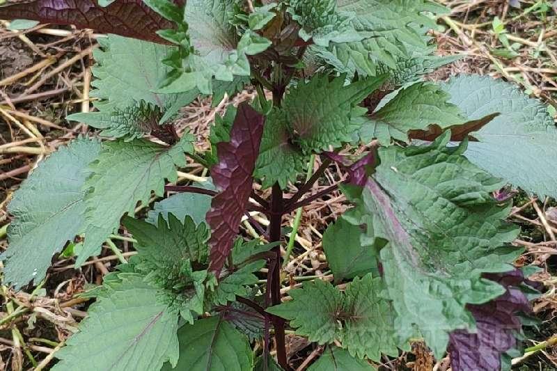 紫苏叶种植概况