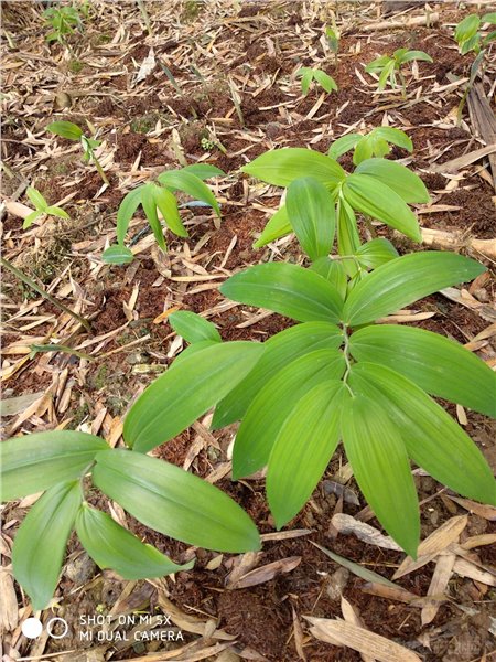 黄精种苗,块茎