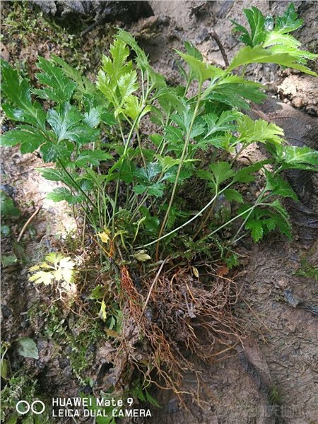 湖北省恩施土家族苗族自治州恩施市黄连种苗鸡爪连黄连苗子,苗床上的