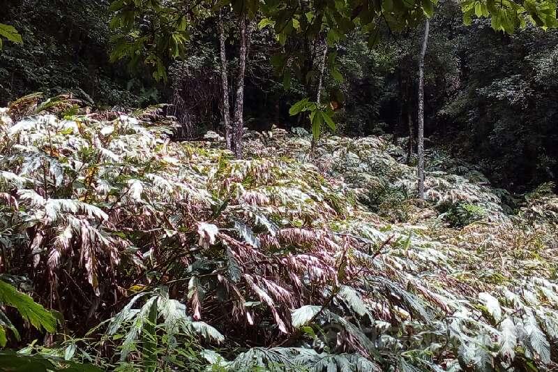 云南德宏草果产地受旱影响极大,挂果情况不佳,大面积