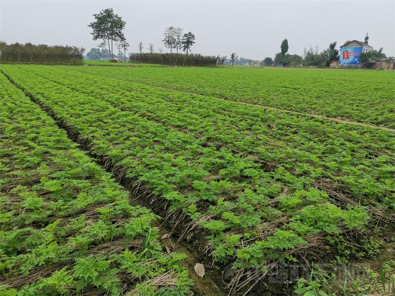 川芎栽种结束,各地生长情况分析