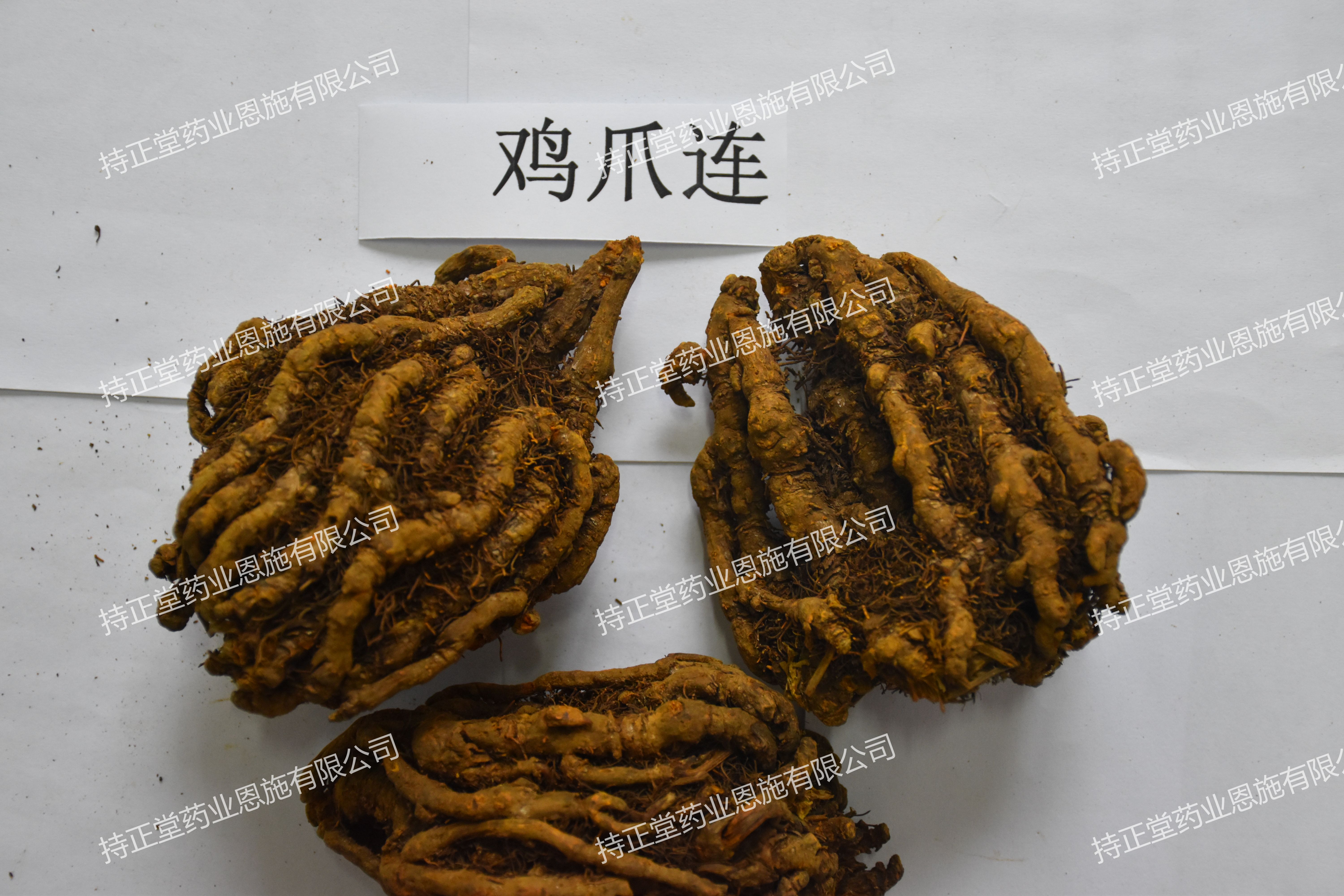 湖北恩施产地近期黄连走货平稳