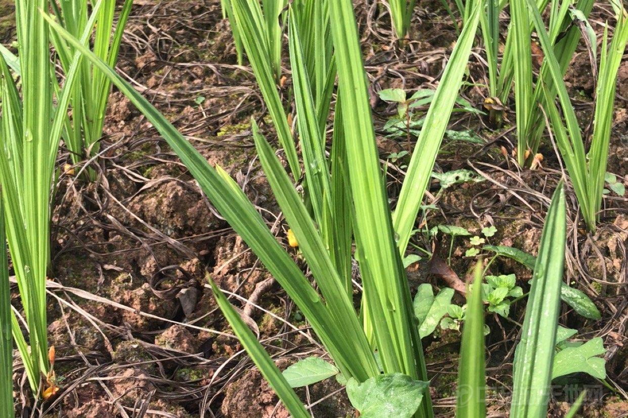 剑叶耳草中药材信息_中药材天地网