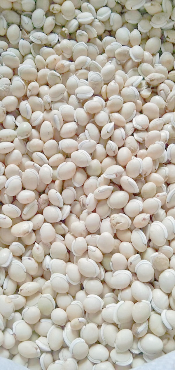 国产大颗粒白扁豆