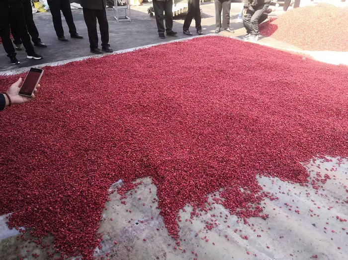 正在日凉晒的山茱萸