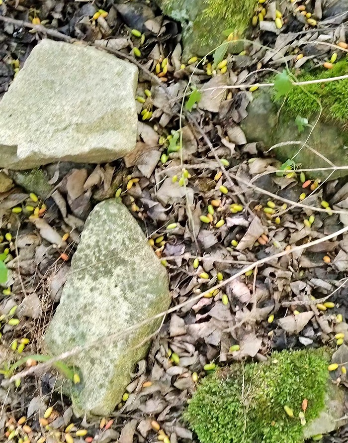 六月的落果严重