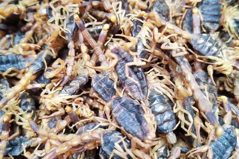 河南省洛阳市老城区全蝎产地行情持续稳定