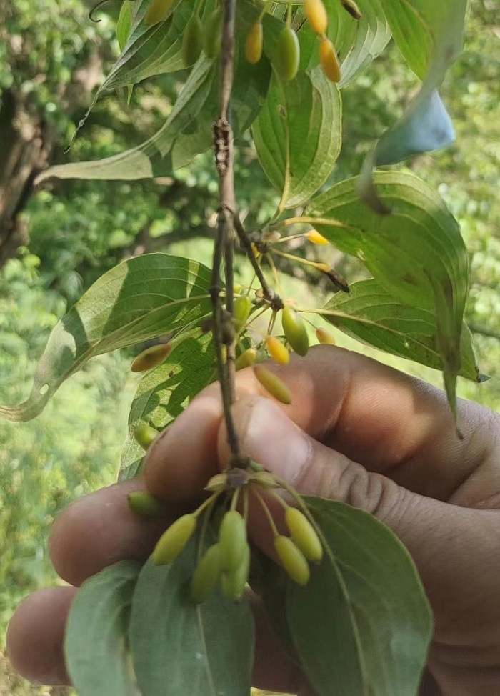 六月的高温干旱图1