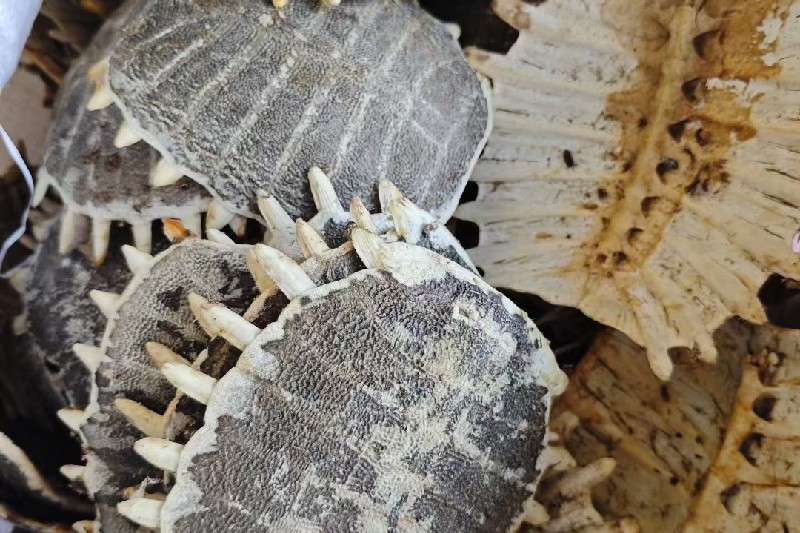 pic1