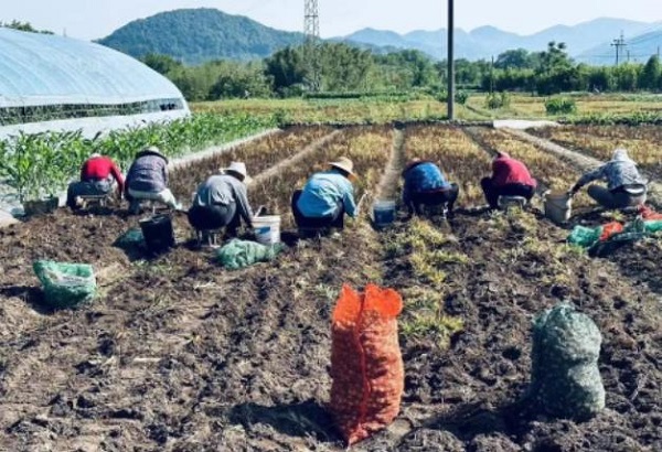 药材采收