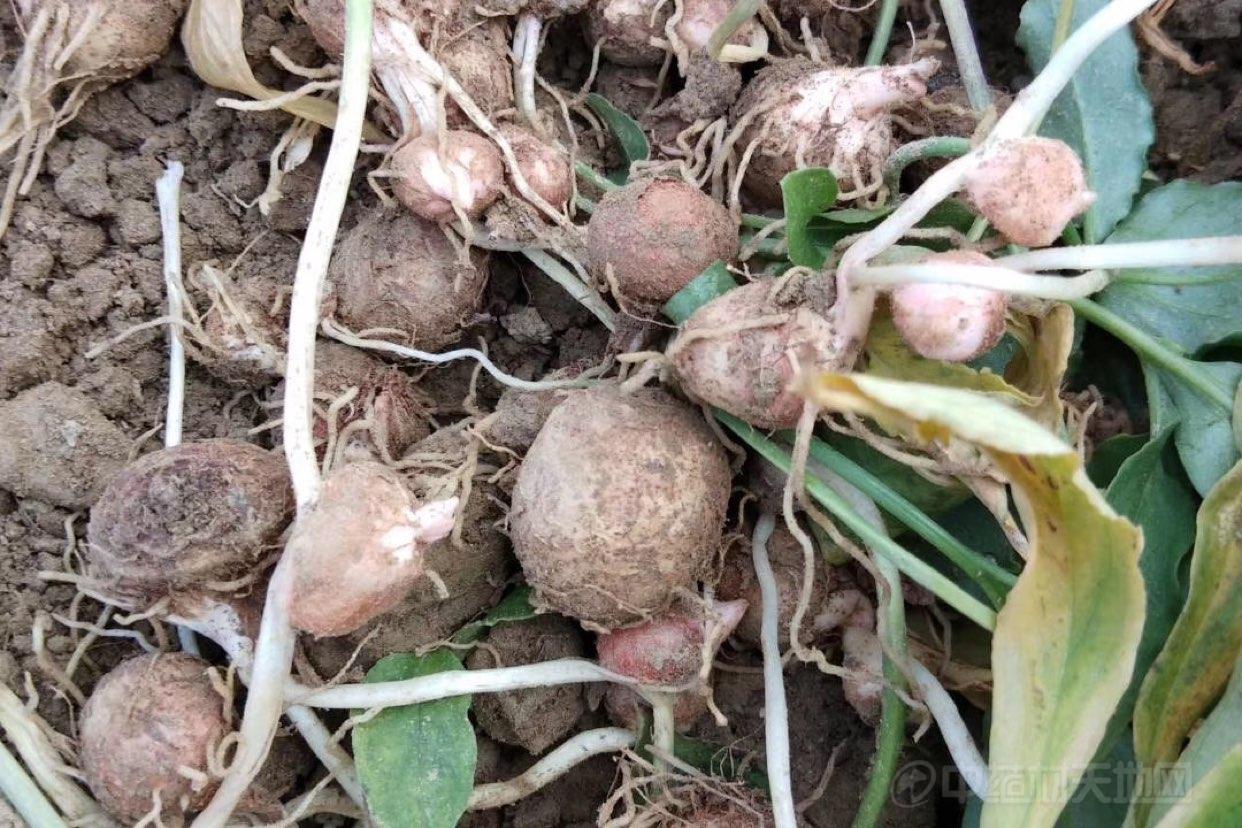 收评:天津汇港电子盘(半夏)