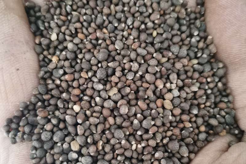 pic1