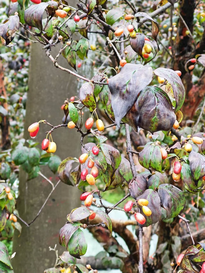 下雨中的芋肉果1