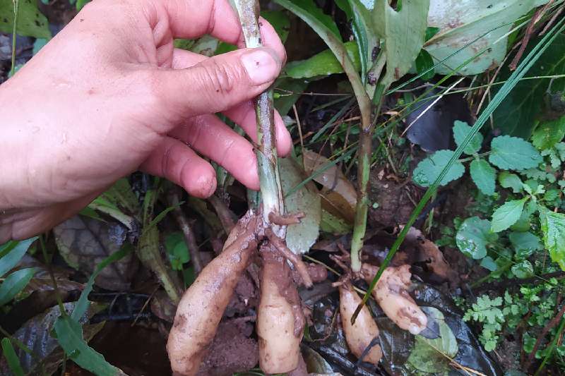 湖南省常德市桃源县双肾草这几年资源越来越少