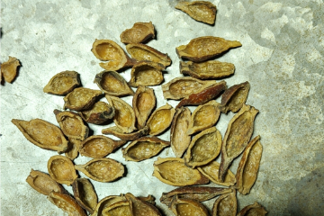 pic1