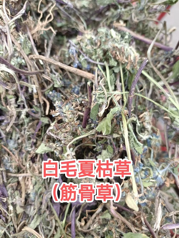 白毛夏枯草