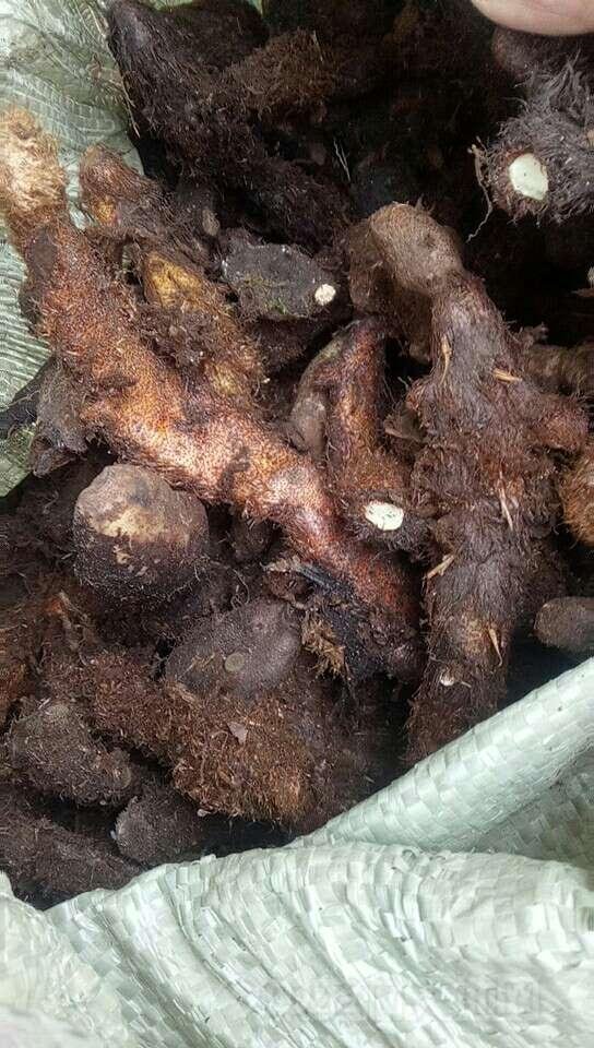 今日行情,湖南省永州市道县,骨碎补(统)价格为2.