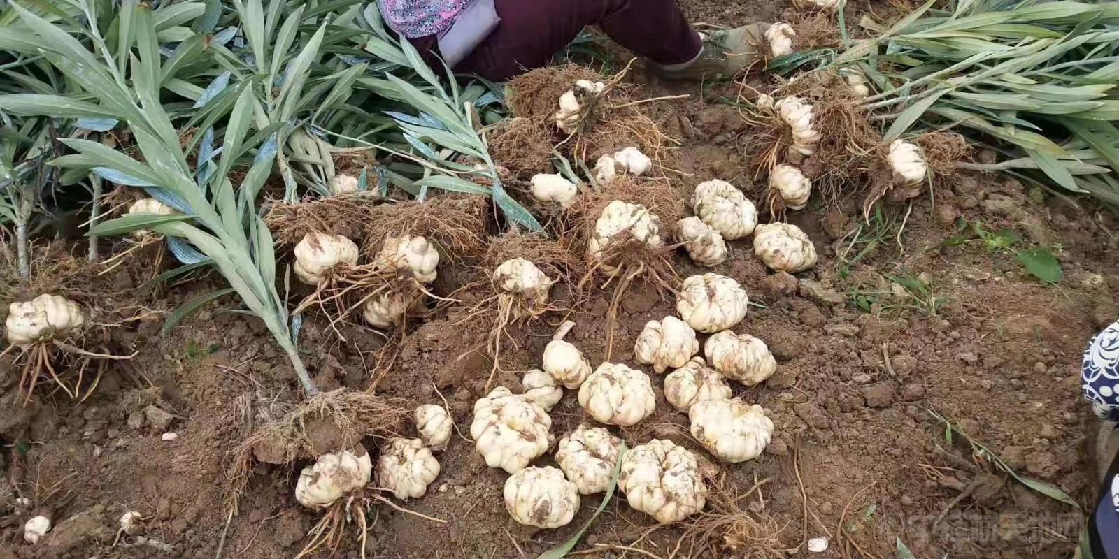 名贵药材种植网站有哪些品牌好