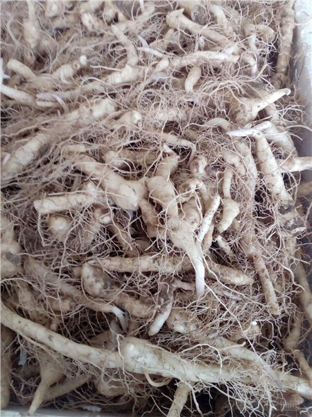 荷花池市场覆盆子行情疲软运行