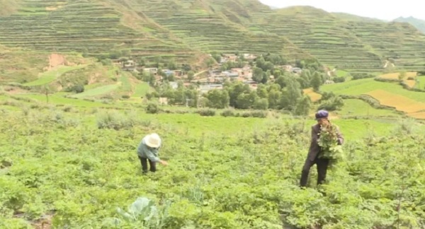 中寨镇扎那村农户正在拔除当归早期抽薹植株