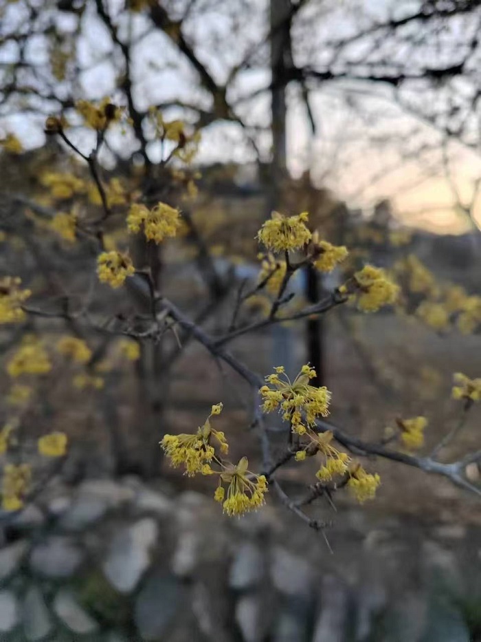 二月霜冻的图片