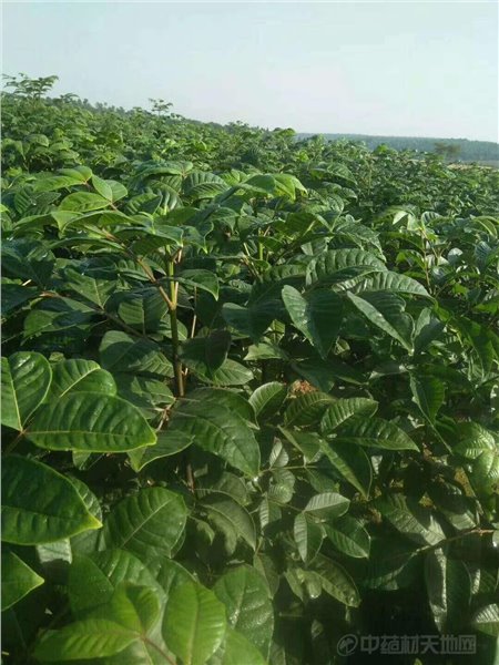 四川万源石菖蒲行情高企